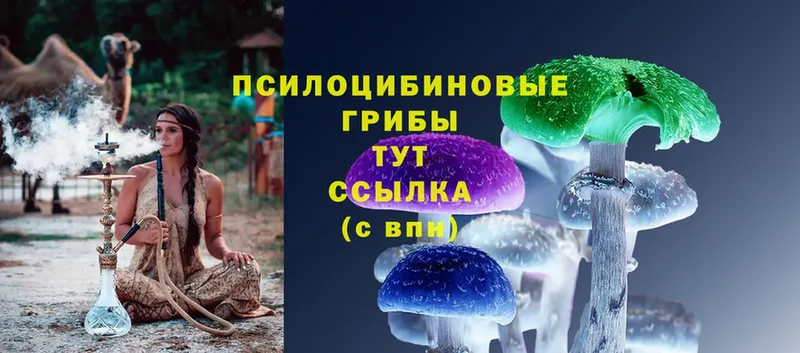 купить  цена  Стрежевой  Псилоцибиновые грибы Cubensis 